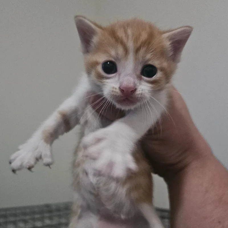 A baby small-sized male Orange / Red Extra-Toes Cat / Hemingway Polydactyl cat named Finn for adoption in Hedgesville, WV