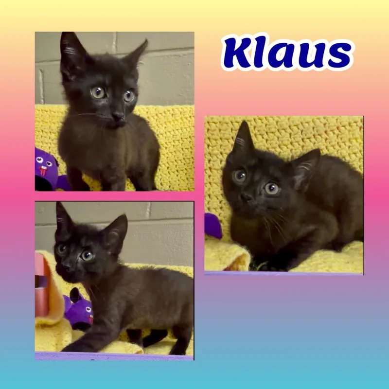 Klaus