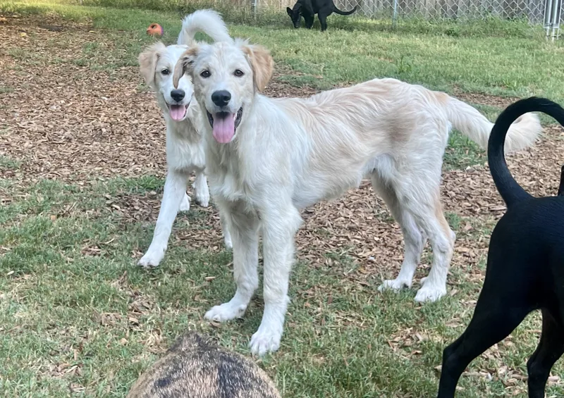 A young large-sized male White / Cream Mixed Breed dog named Aspen for adoption in Mt Pleasant, SC