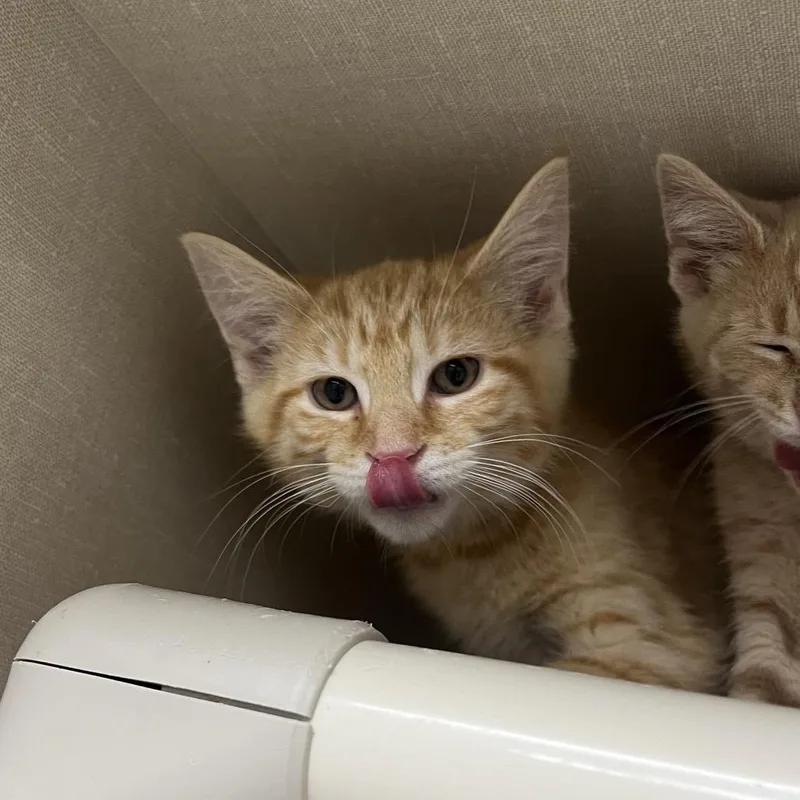 A baby small-sized male Buff / Tan / Fawn Domestic Short Hair cat named West for adoption in Mentor, OH
