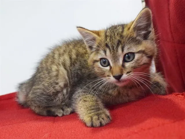 A baby small-sized male Domestic Short Hair cat named Mr Kinky Tail for adoption in Sacramento, CA