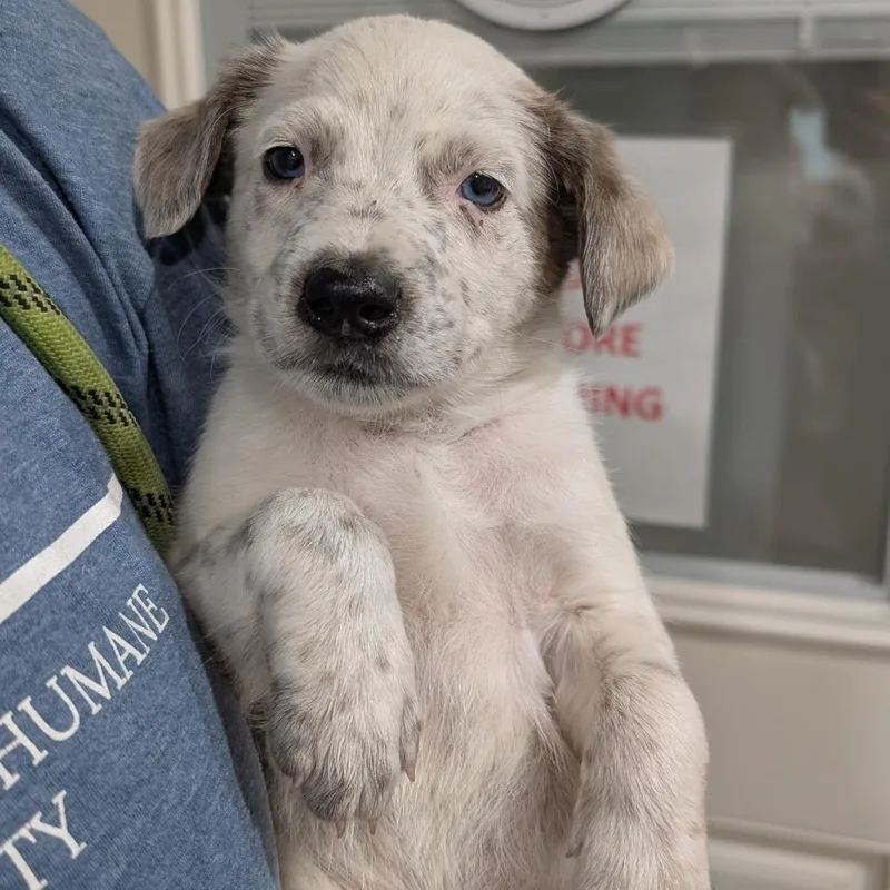 A baby medium-sized male White / Cream Cattle Dog dog named Spencer for adoption in Buchanan Dam, TX