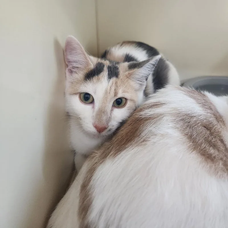 A baby small-sized female White Domestic Short Hair cat named Oatmeal Pie for adoption in Pullman, WA