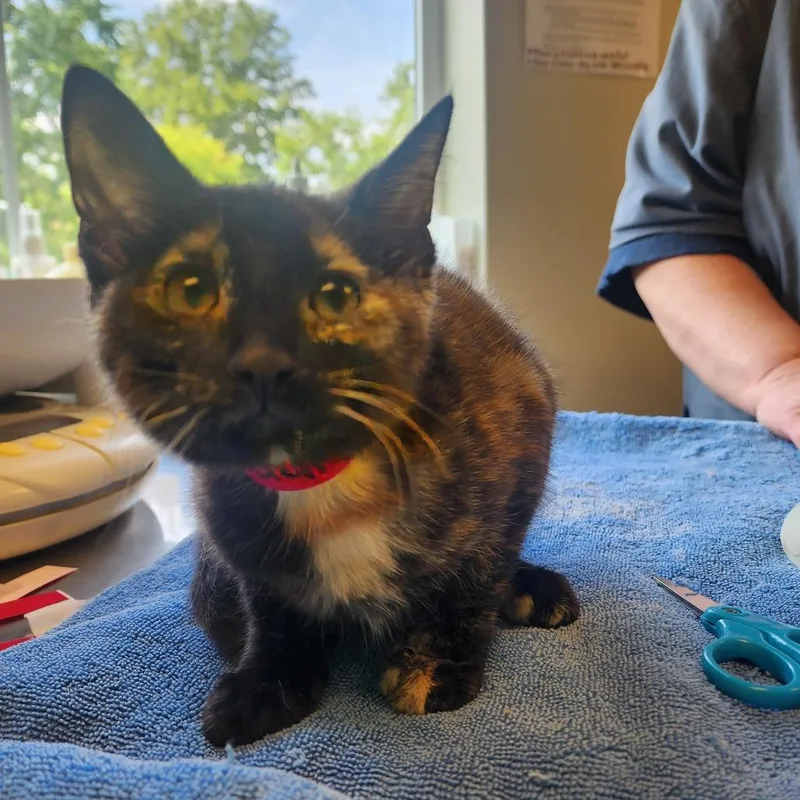 A baby small-sized female Brown / Chocolate Domestic Short Hair cat named Cheryl for adoption in Columbia Station, OH