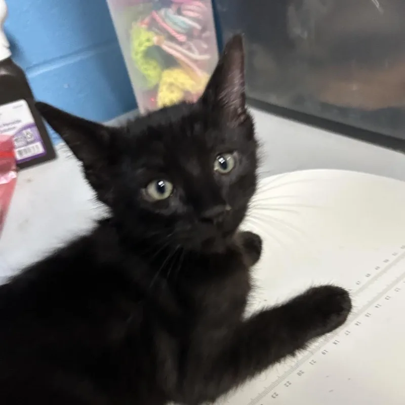 A baby small-sized male Black Domestic Short Hair cat named Benny for adoption in Newport, NC
