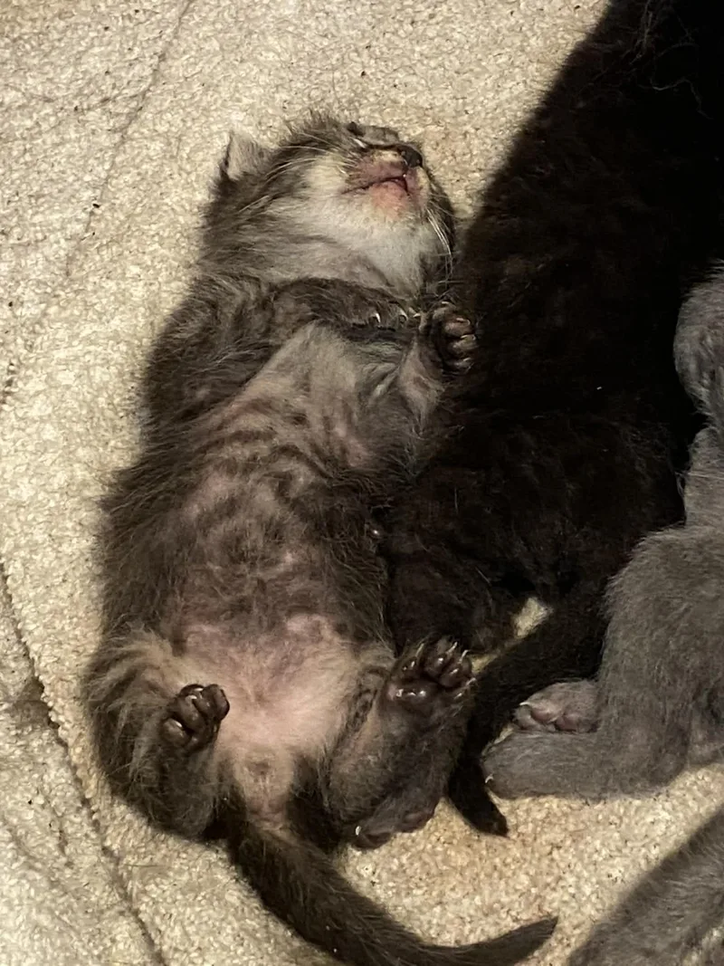 A baby large-sized male Tabby cat named Tommy for adoption in Beeville, TX