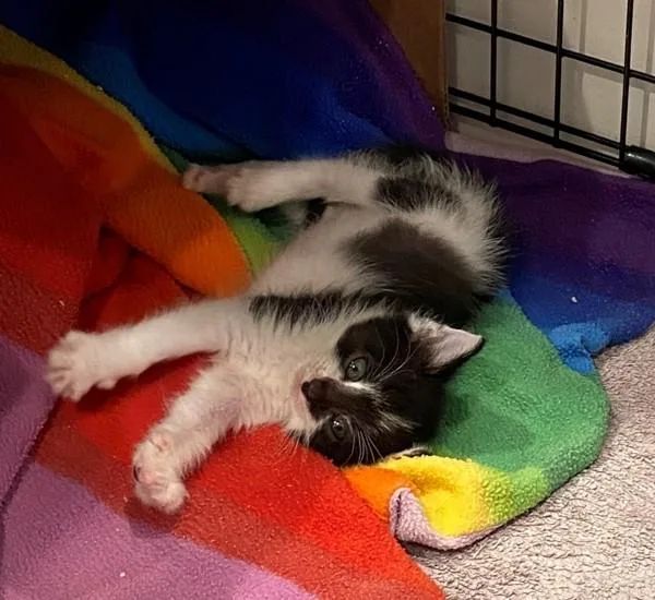 A baby small-sized male Domestic Short Hair cat named Clover for adoption in Salt Lake City, UT