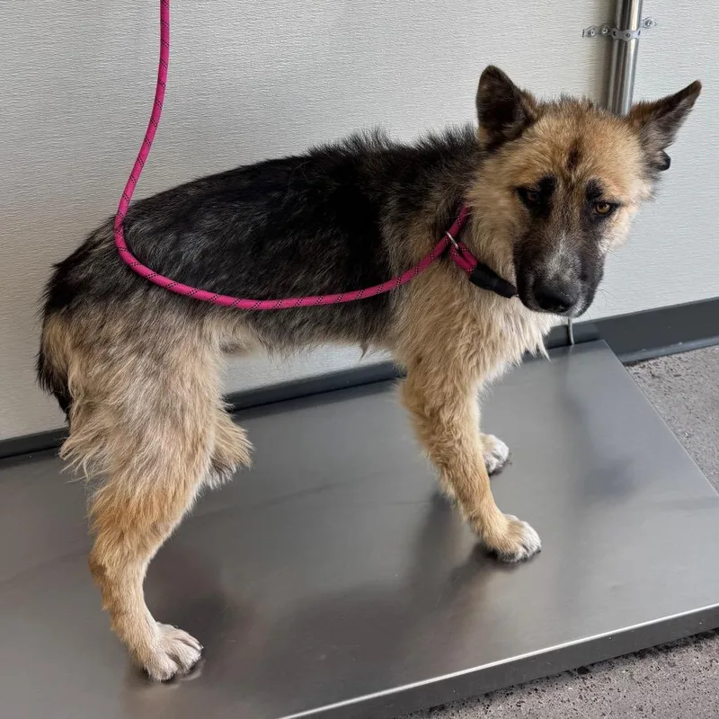 An adult medium-sized male Yellow / Tan / Blond / Fawn Mixed Breed dog named 107342 for adoption in Las Cruces, NM