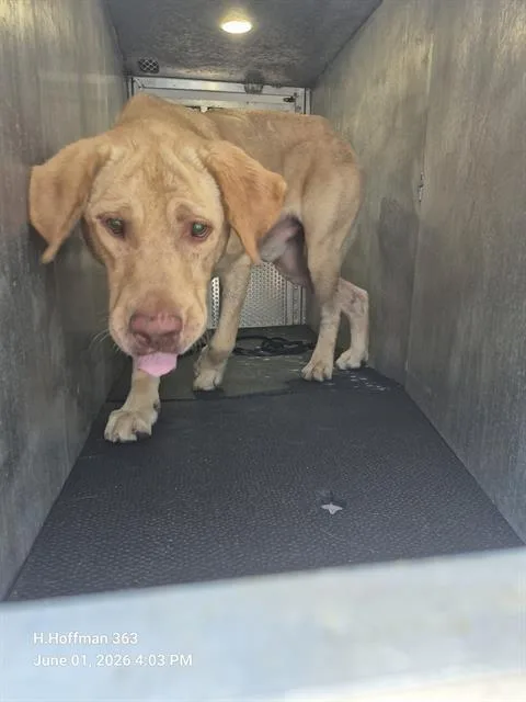 A young large-sized male Labrador Retriever dog named Sam for adoption in San Antonio, TX