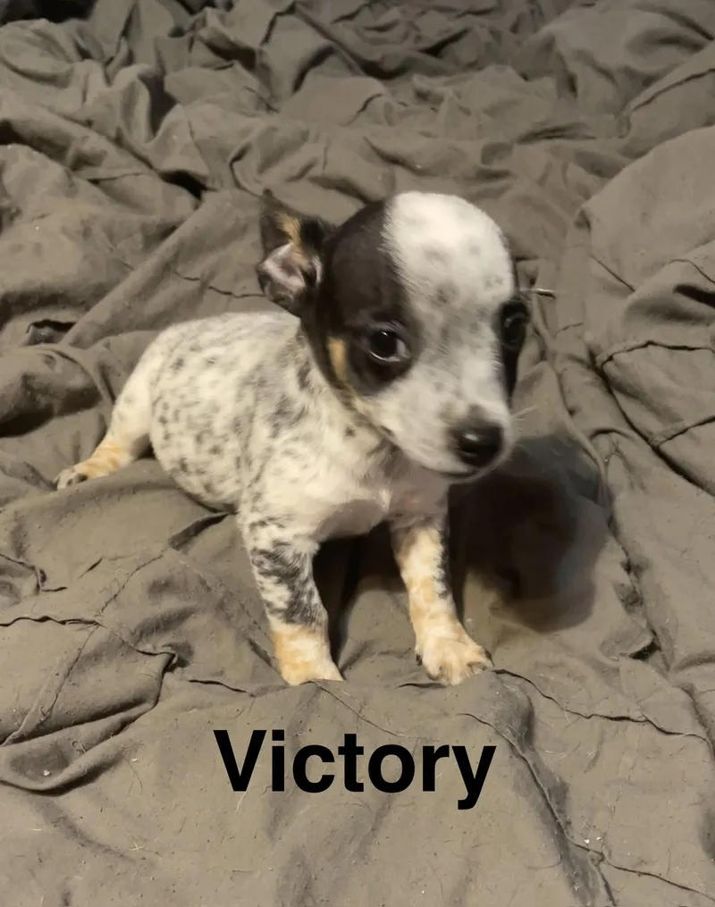 Victory