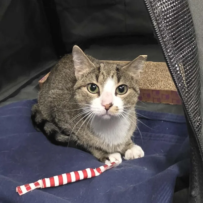 An adult medium-sized female Tabby (Gray / Blue / Silver) Domestic Short Hair cat named Lolly for adoption in Chicago, IL