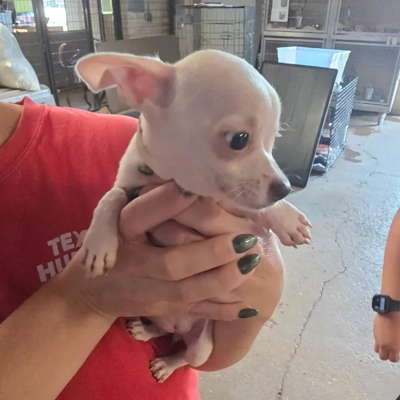 A baby small-sized female White / Cream Mixed Breed dog named Snow Ball for adoption in Leander, TX