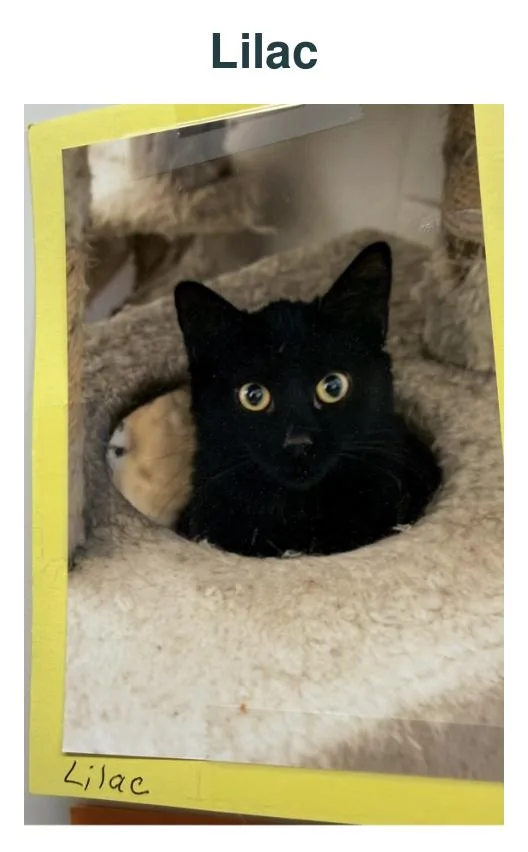 An adult medium-sized female Black Domestic Short Hair cat named Lilac for adoption in Richland Center, WI