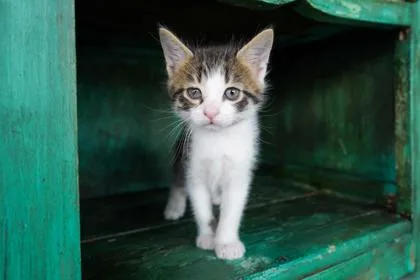 A baby small-sized male Domestic Short Hair cat named Flash for adoption in San Antonio, TX