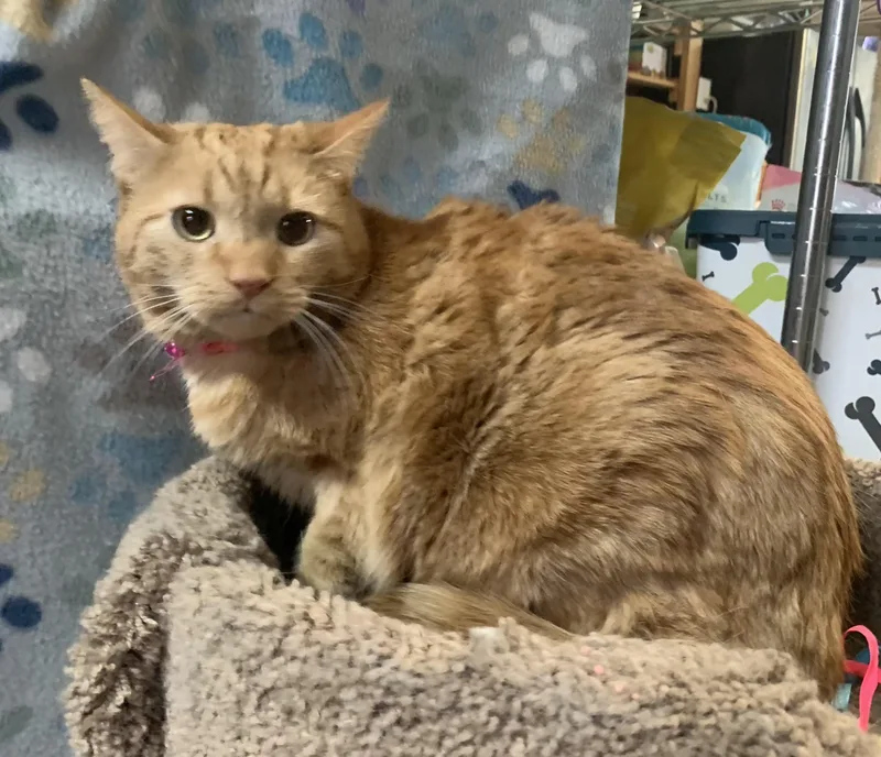 Peneki & Inoki thumbnail 2