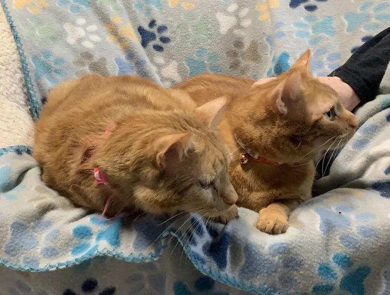 Peneki & Inoki thumbnail 3