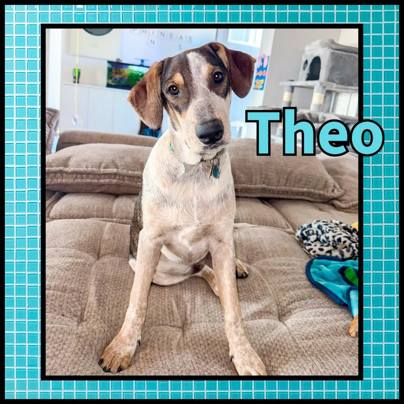 Theo Gdp thumbnail 3