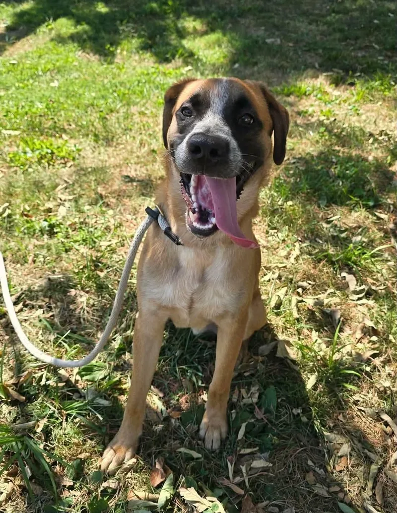 A young large-sized male Mastiff dog named Kane for adoption in Springfield, IL