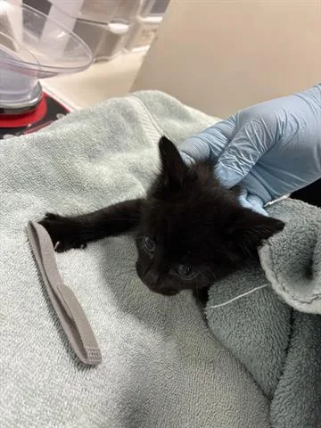 A baby small-sized male Domestic Medium Hair cat named Woody for adoption in San Martin, CA