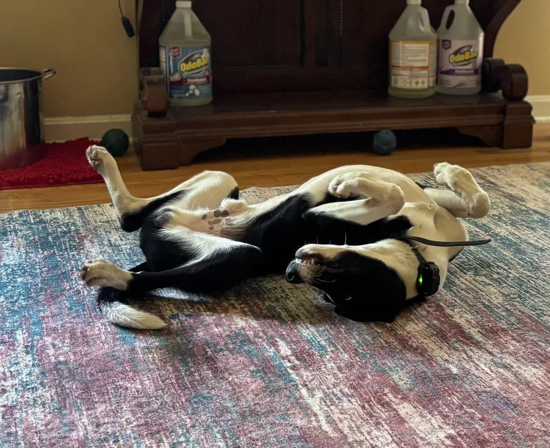Banjo