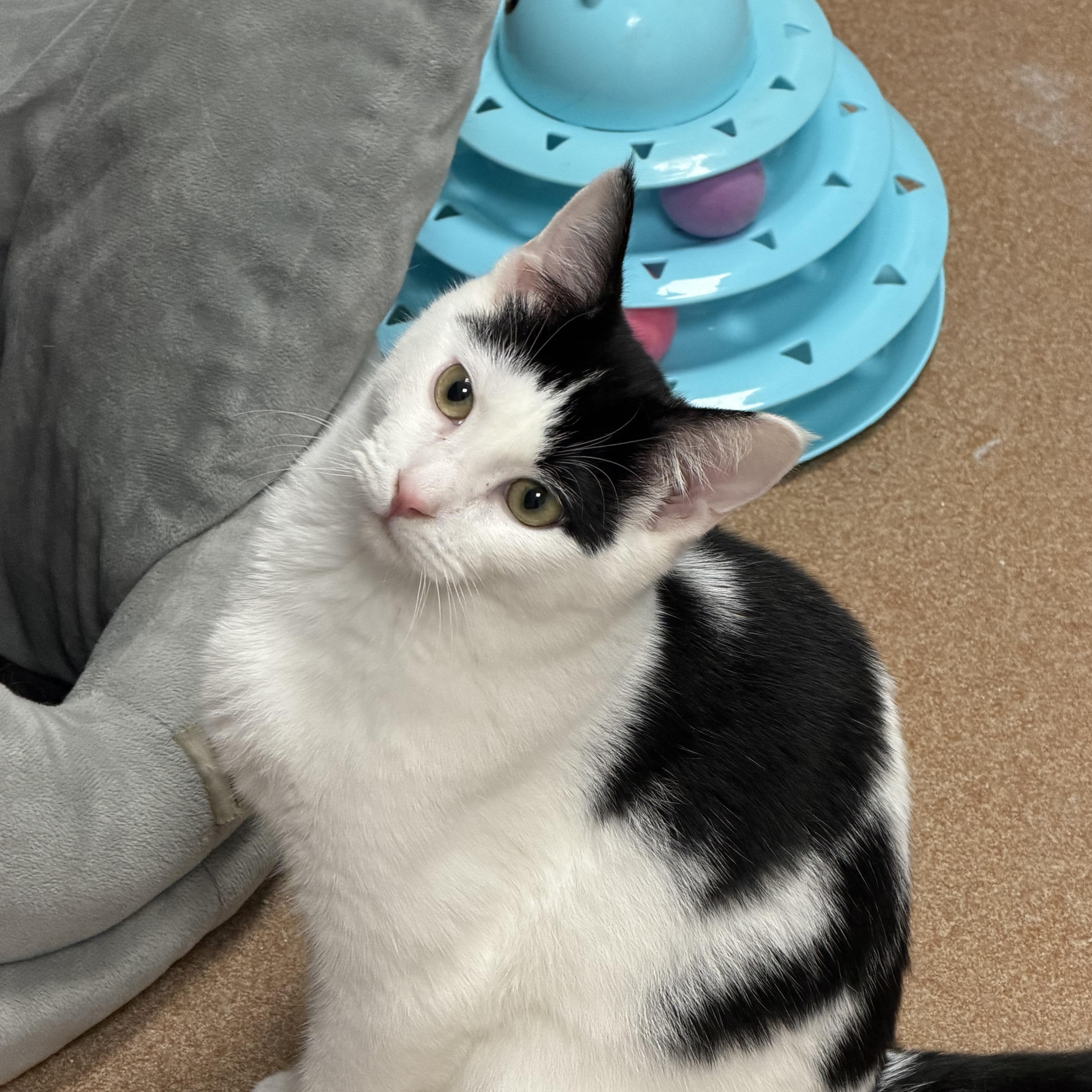 A baby medium-sized male White Domestic Short Hair cat named Fa for adoption in Norwalk, CT
