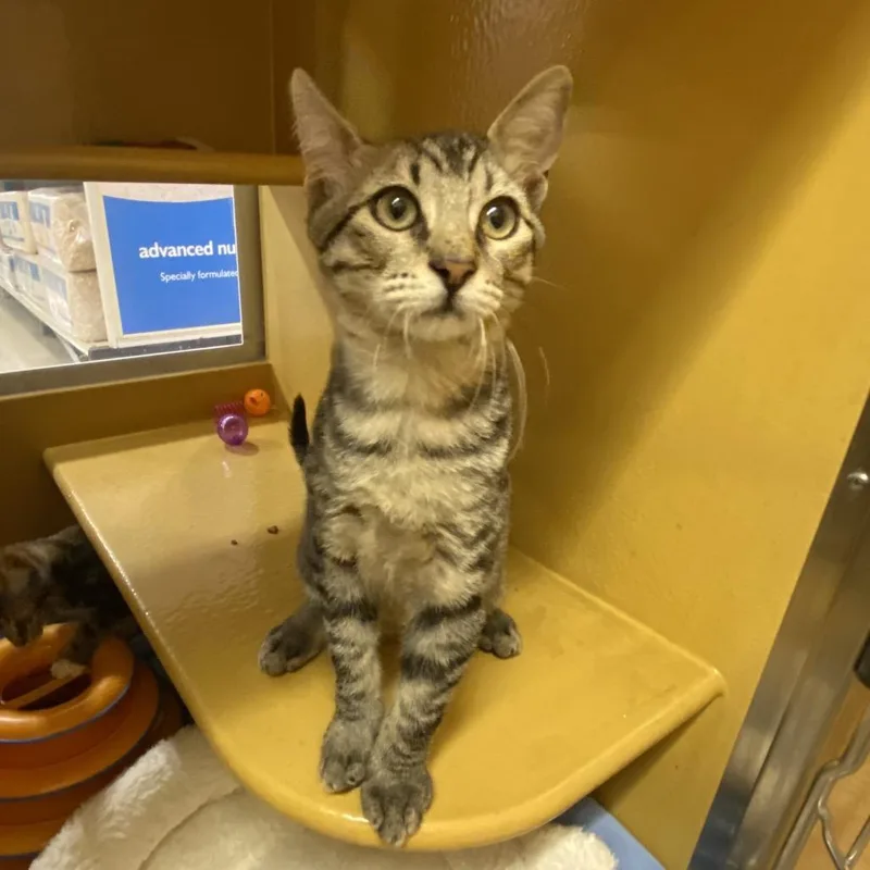 A baby small-sized male Black Domestic Short Hair cat named We'Re Doing Things for adoption in Kyle, TX