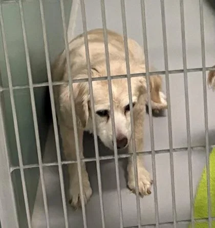 A senior small-sized male Beagle dog named Arthur for adoption in Cumming, GA