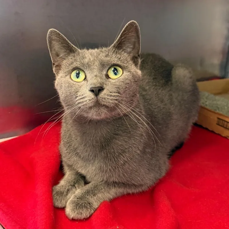 A young medium-sized female Domestic Short Hair cat named Hullabaloo for adoption in Martinsville, VA