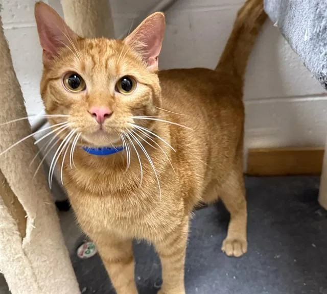 A young small-sized male Domestic Short Hair cat named Harvest for adoption in Saint Louis, MO
