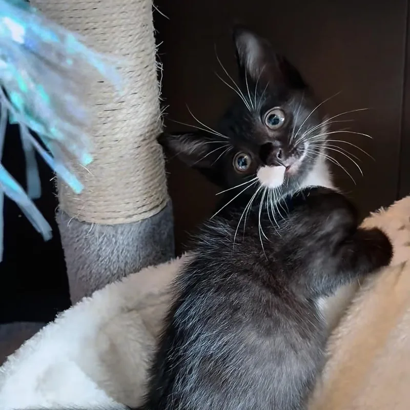 Whiskerly