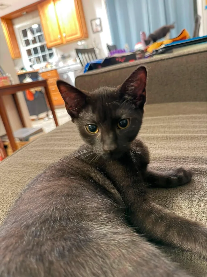 A baby small-sized male Domestic Short Hair cat named George for adoption in Enfield, CT