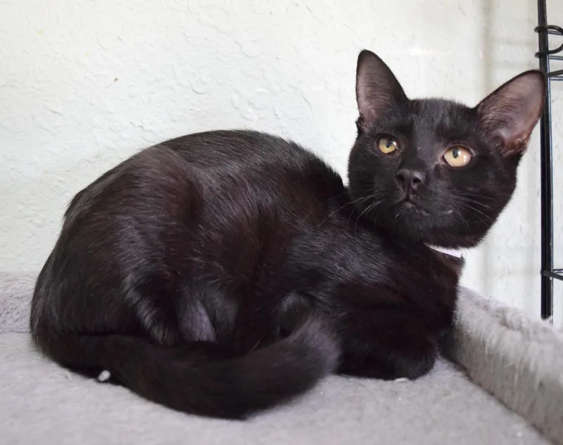 A baby medium-sized female Black Domestic Short Hair cat named Tira for adoption in Bulverde, TX
