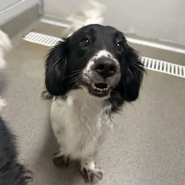 An adult medium-sized female English Springer Spaniel dog named Bridget Bonded Buddy for adoption in Des Moines, IA