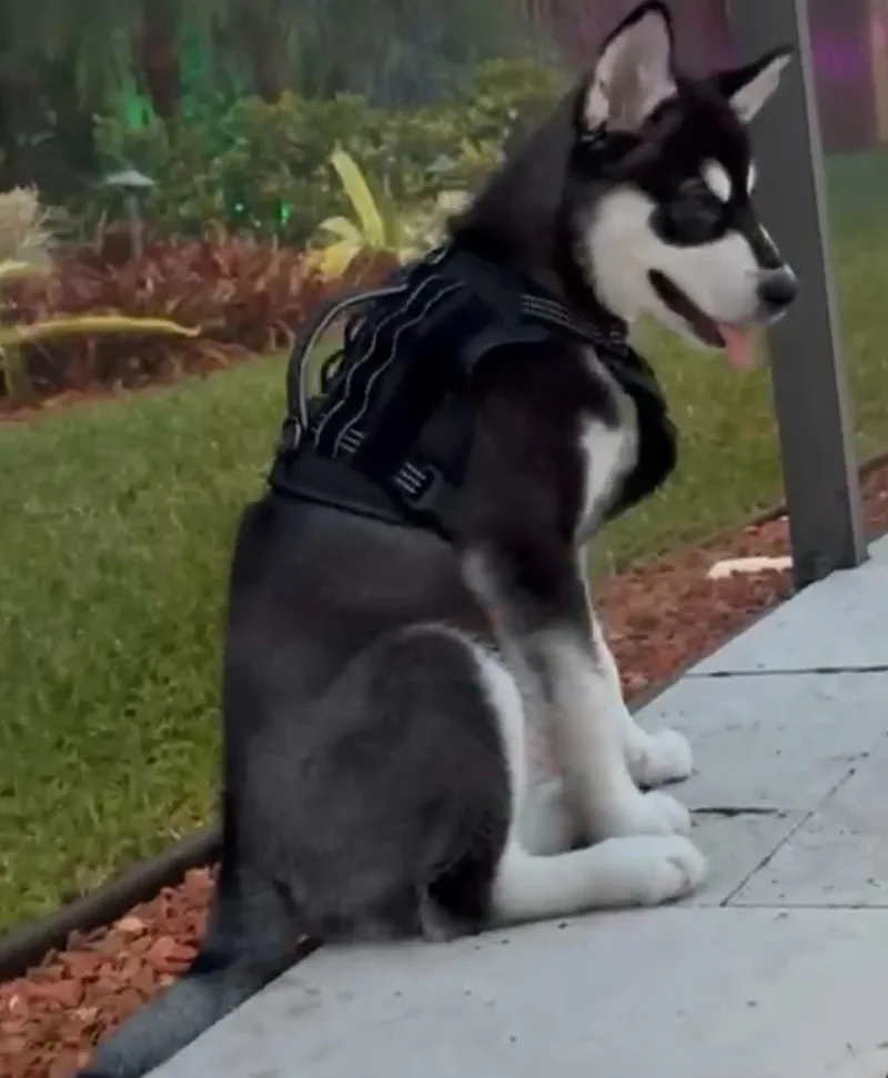 A young large-sized male Alaskan Malamute dog named Koda for adoption in Oakland Park, FL