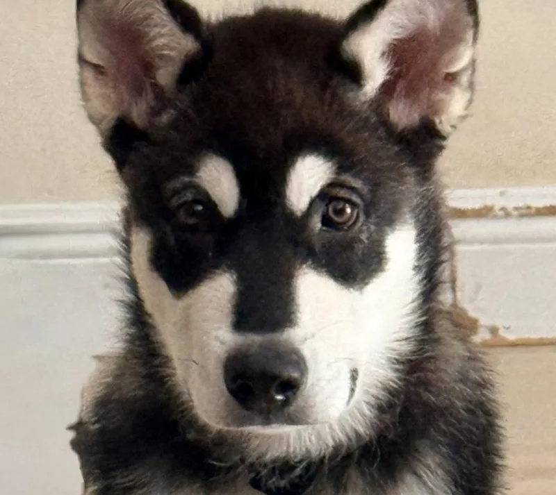 Koda thumbnail 2