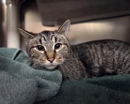 An adult medium-sized male Domestic Short Hair cat named Sunny for adoption in Westland, MI