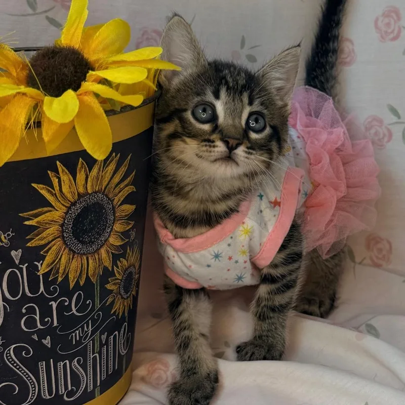 A baby small-sized female Brown / Chocolate Bengal cat named Apple for adoption in Mount Vernon, IL