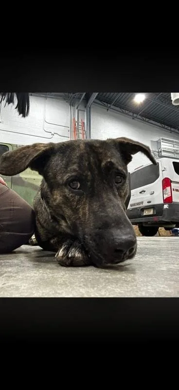 An adult medium-sized male Brindle German Shepherd Dog dog named Apollo for adoption in Attica, IN