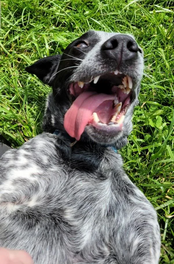 An adult medium-sized male White / Cream Australian Cattle Dog / Blue Heeler dog named Ranger for adoption in Lisbon, OH