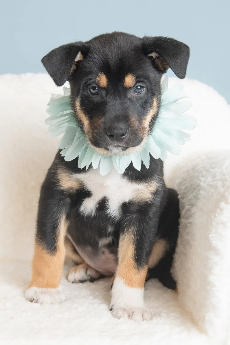 A baby large-sized female German Shepherd Dog dog named Vacay: Suitcase for adoption in Palo Alto, CA