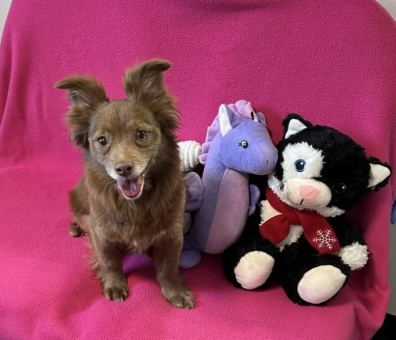 An adult small-sized female Brown / Chocolate Dachshund dog named Winky for adoption in Cedartown, GA