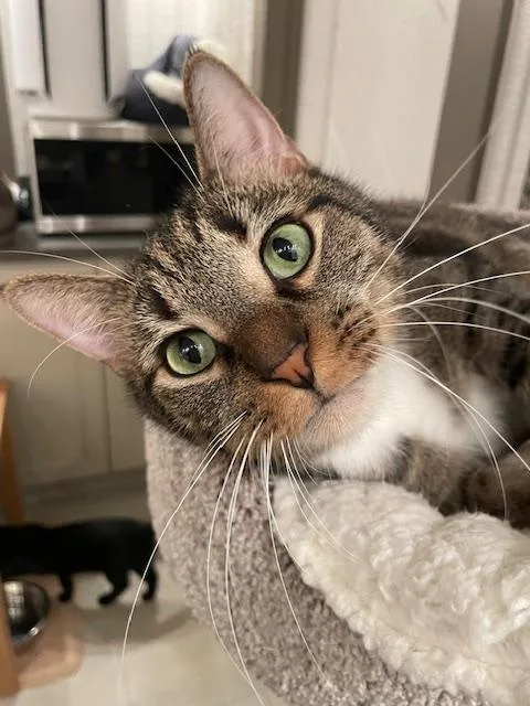 Cp  Nc Dana thumbnail 2