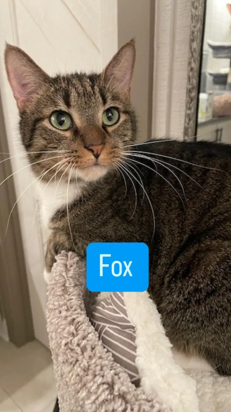 Cp  Nc Dana thumbnail 3