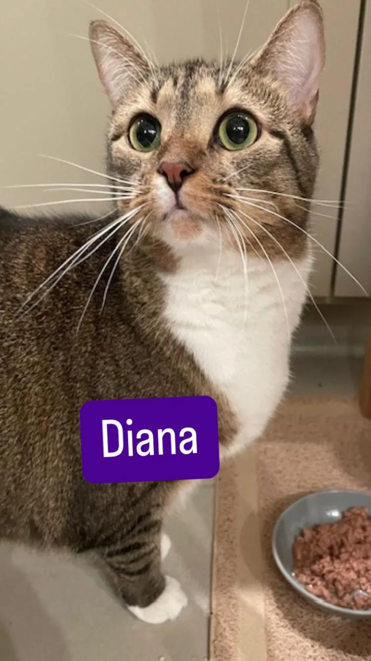 Cp  Nc Dana thumbnail 4