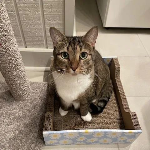 Cp  Nc Dana thumbnail 5