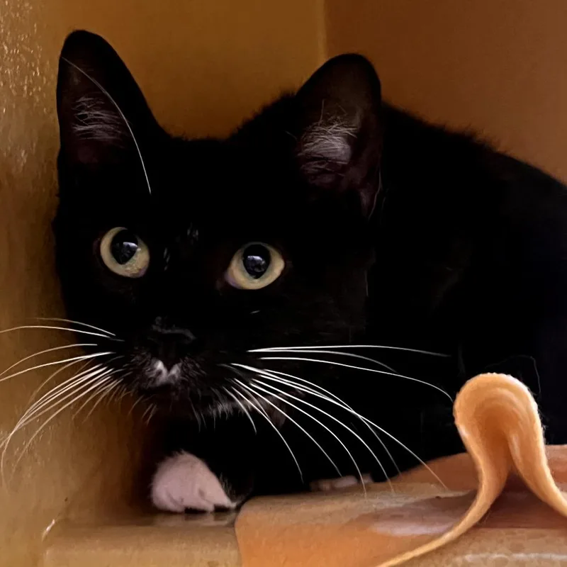 An adult medium-sized female Black Domestic Short Hair cat named Willa for adoption in Hamburg, NY