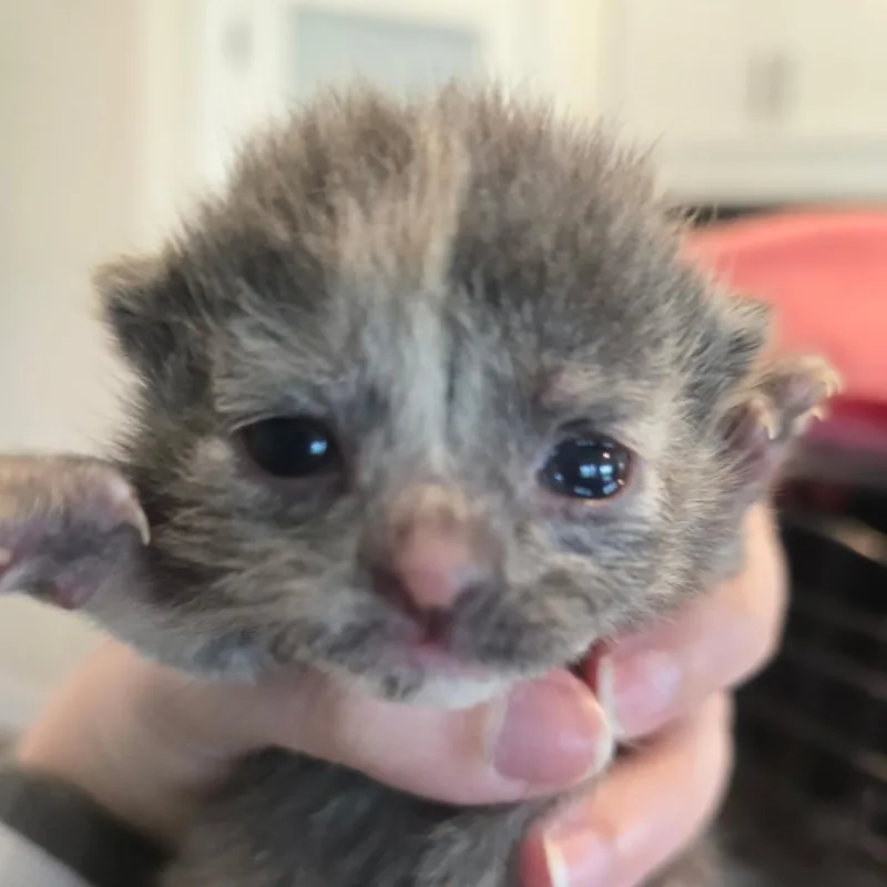 Bernadette thumbnail 2