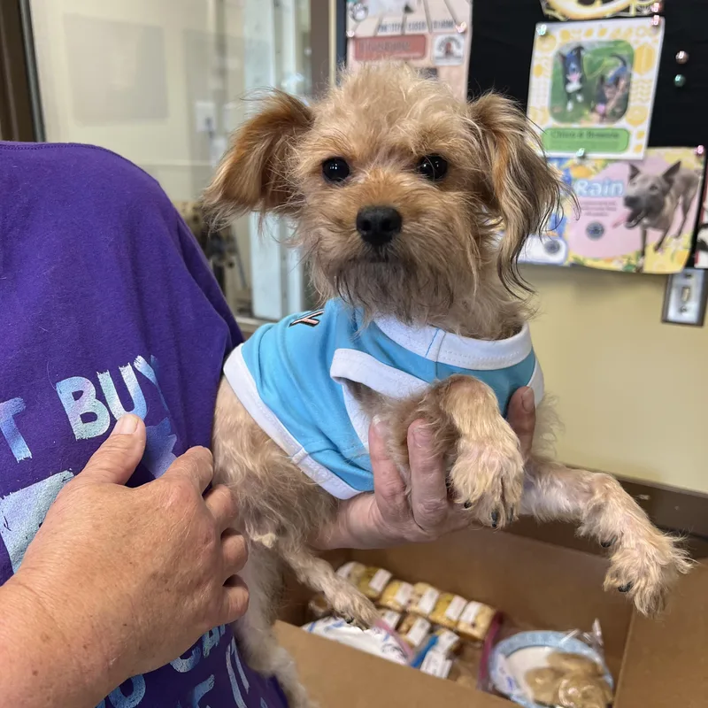 A young small-sized female Golden Yorkshire Terrier dog named Moon for adoption in Fairmont, MN