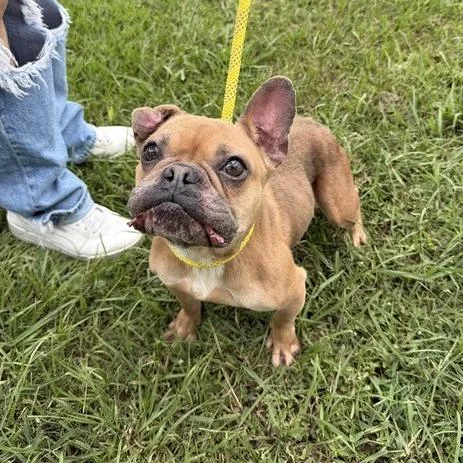 An adult small-sized female French Bulldog dog named Face Tape for adoption in Carencro, LA