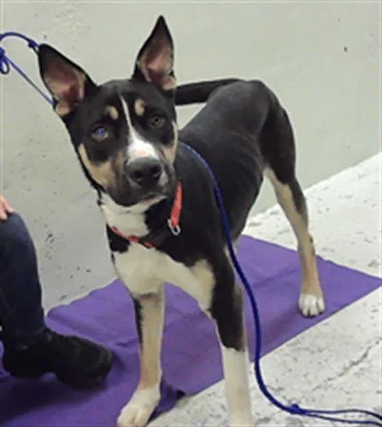 An adult large-sized male Labrador Retriever dog named Spruce for adoption in Houston, TX